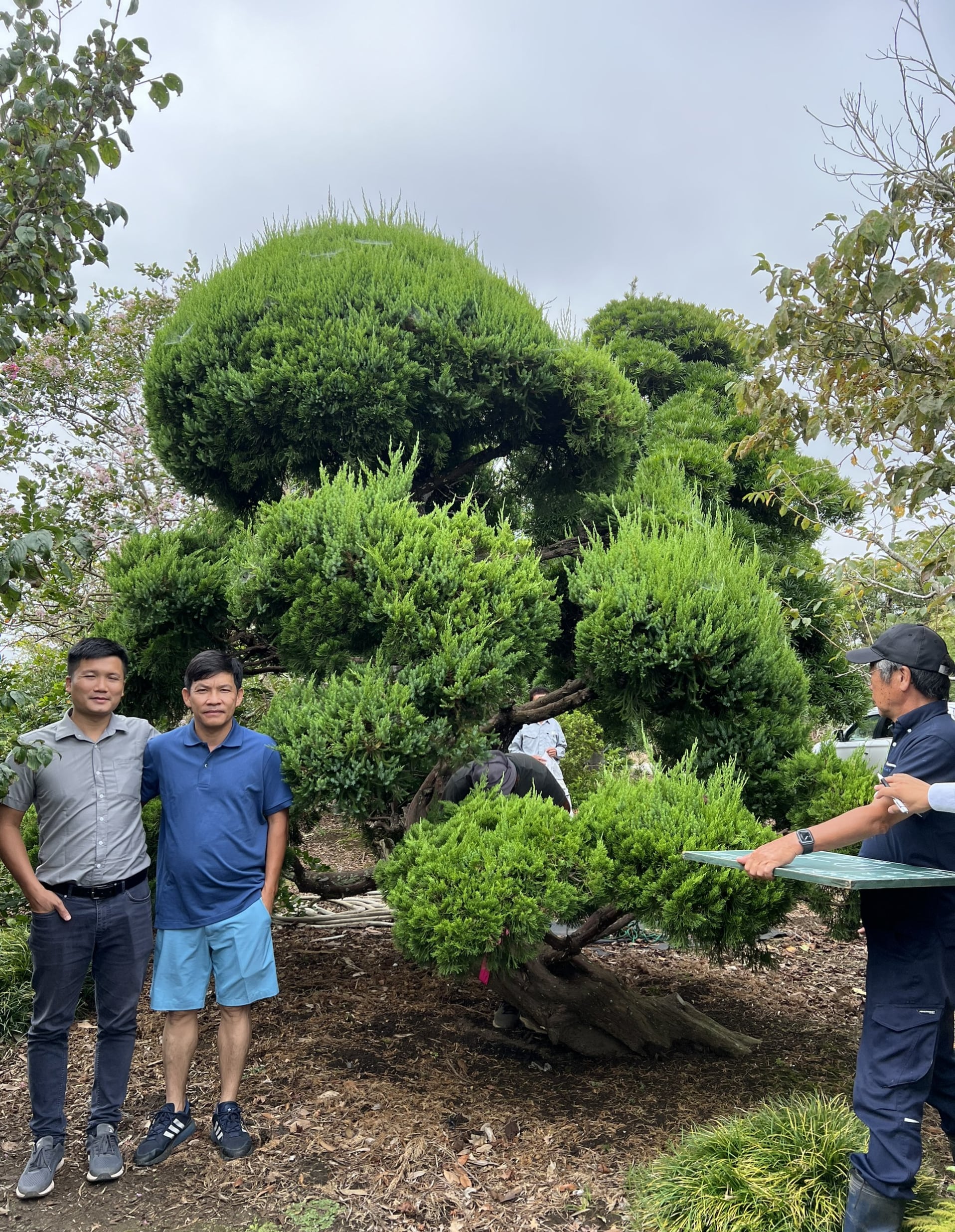 Cây cảnh nhập khẩu Nhật Bản 17 image 59 1 min